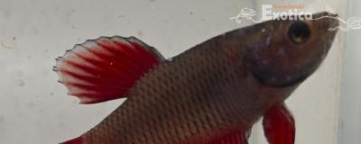 betta splendens man