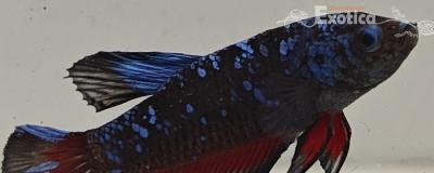 betta splendens man