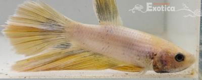 betta splendens man