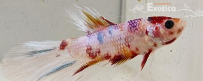 betta splendens man