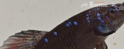 betta splendens man