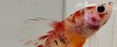 betta splendens man