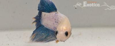 betta splendens man
