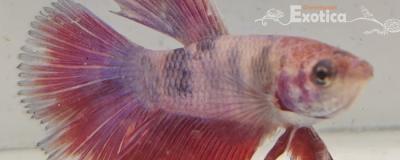 betta splendens man
