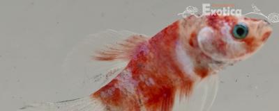 betta splendens man