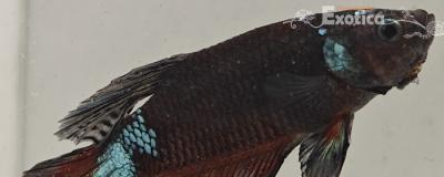 betta splendens man