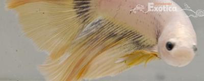 betta splendens man