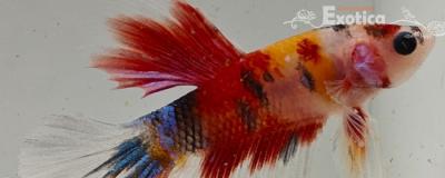 betta splendens man