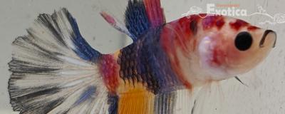 betta splendens man