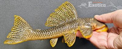 L-253 Scobiancistrus sp