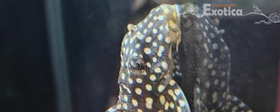 L368 scobiancistrus pariolispos