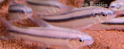 Apareiodon machristi