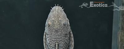 Ancistrus damasceni