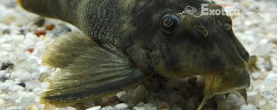 L-076 Peckoltia sp 
