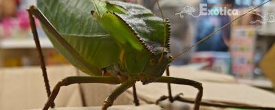 Siliquafera grandis