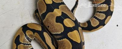 python regius