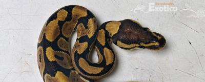 python regius