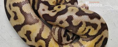 python regius