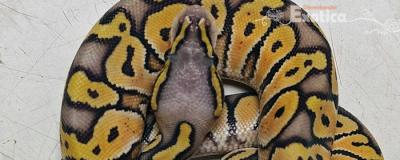 python regius