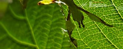 Phyllium philippinicum