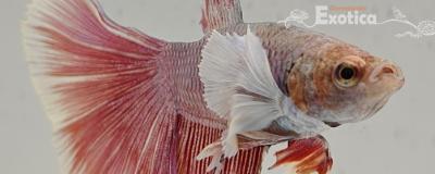 betta splendens man