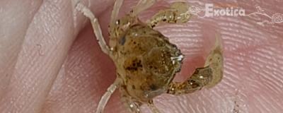 Neorhynchoplax prima