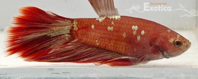 betta splendens man