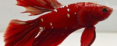 betta splendens man