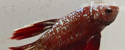 betta splendens man