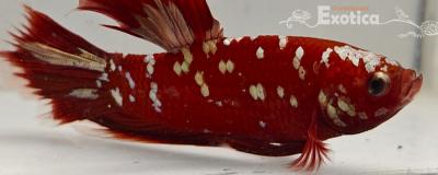 betta splendens man
