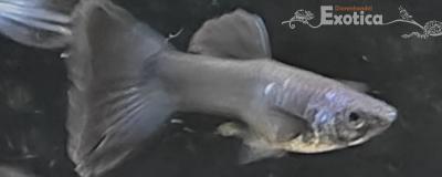 guppy (moscow blue)