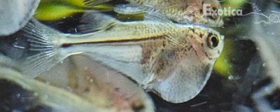Thoracocharax securis