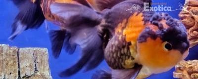 oranda 
