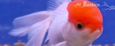 oranda redcap