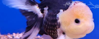 oranda black&white