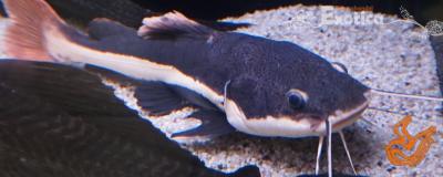 Phractocephalus hemioliopterus