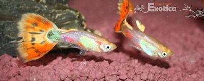 lebistes reticulatus (rood/multicolor)