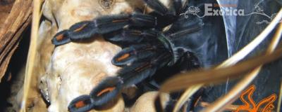 Psalmopoeus irminia
