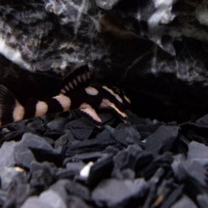 L-168 dekeyseria brachyura
