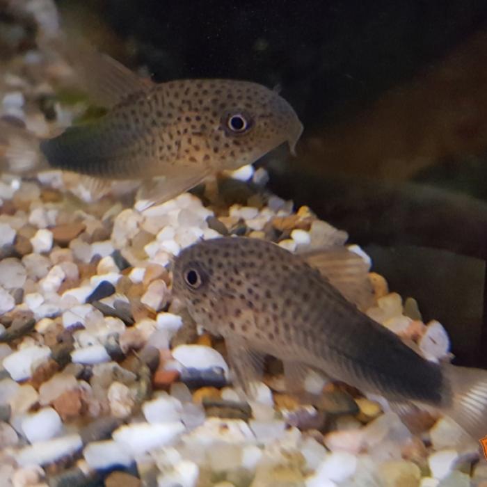Corydoras similis