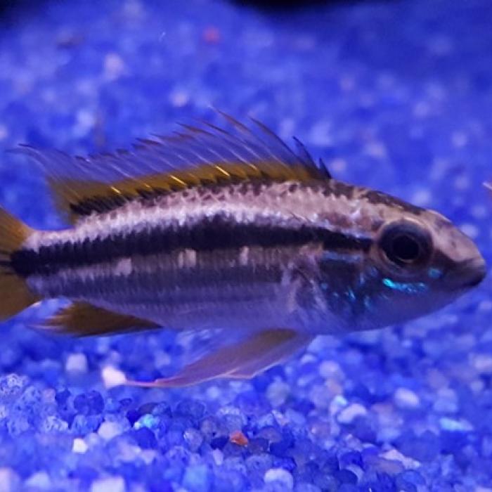 Apistogramma bitaeniata