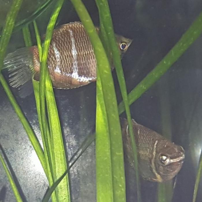 Sphaerichthys osphromenoides