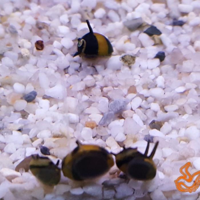 Clithon brenspinas diadema