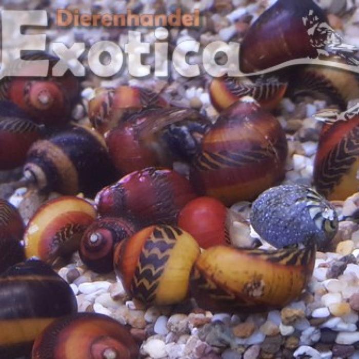 Neritina vittina waigiensis