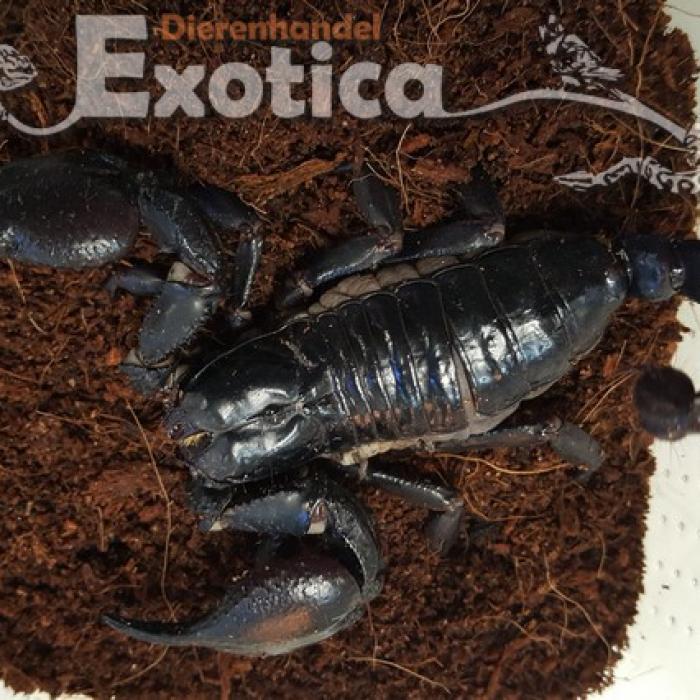 Heterometrus spinifer