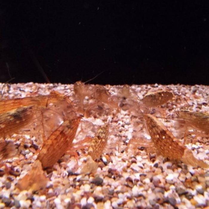 Atyopsis moluccensis