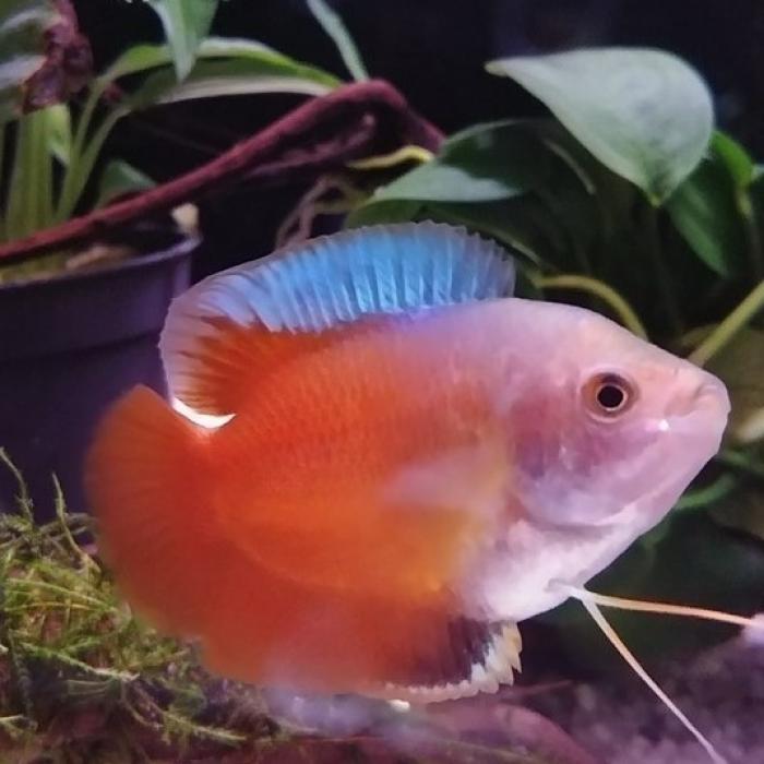 Colisa lalia RED (man)
