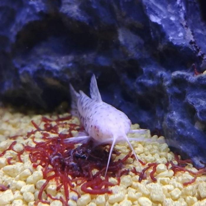 Hoplosternum thoracatum albino