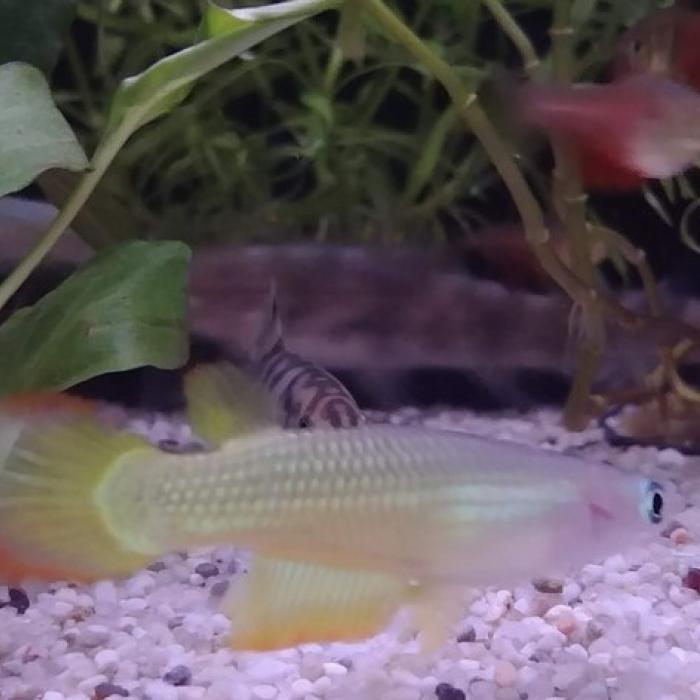 Aplocheilus lineatus man