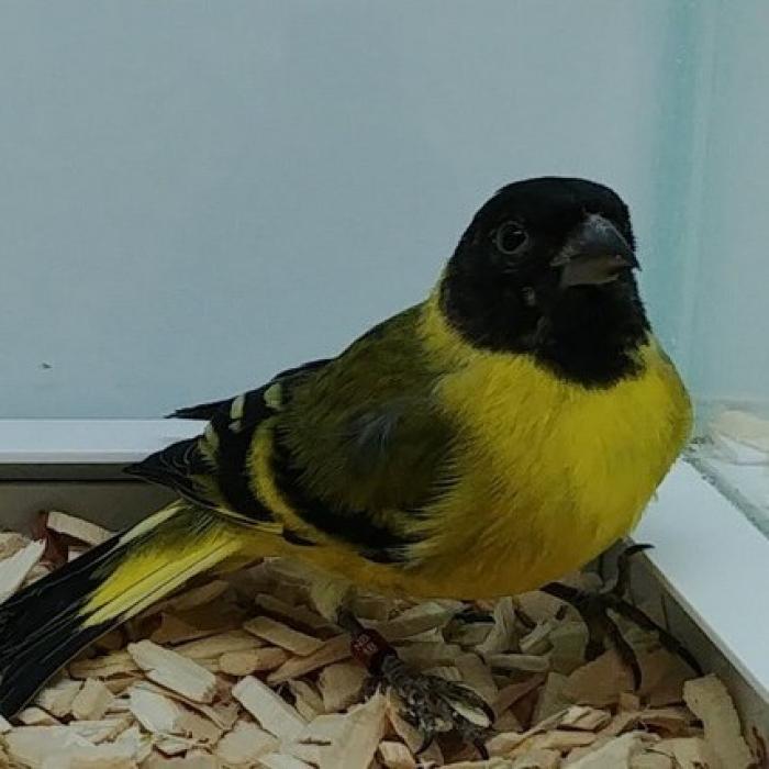 Carduelis notata